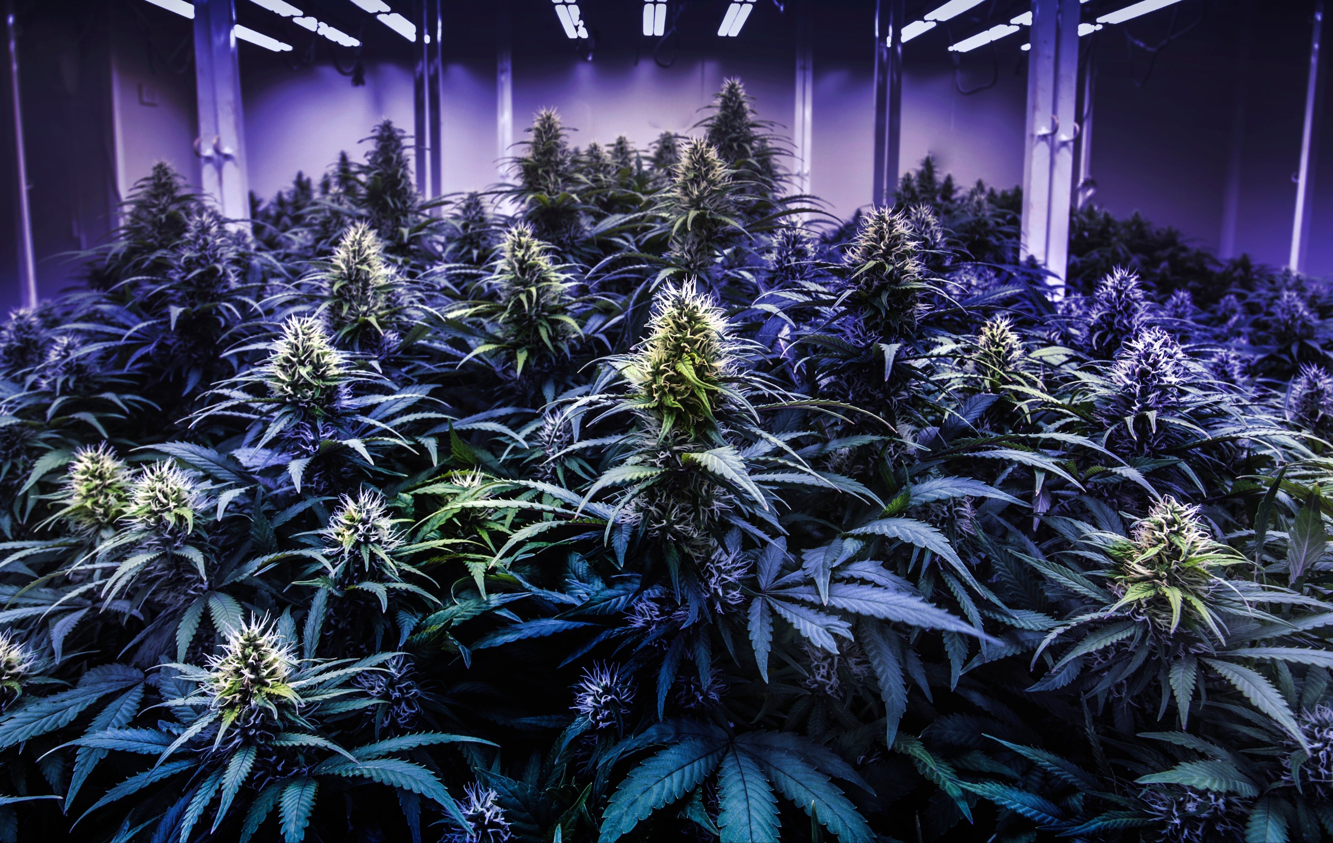 The Essence of Exotics: A Deep Dive into Our New Exotic THCa Strains